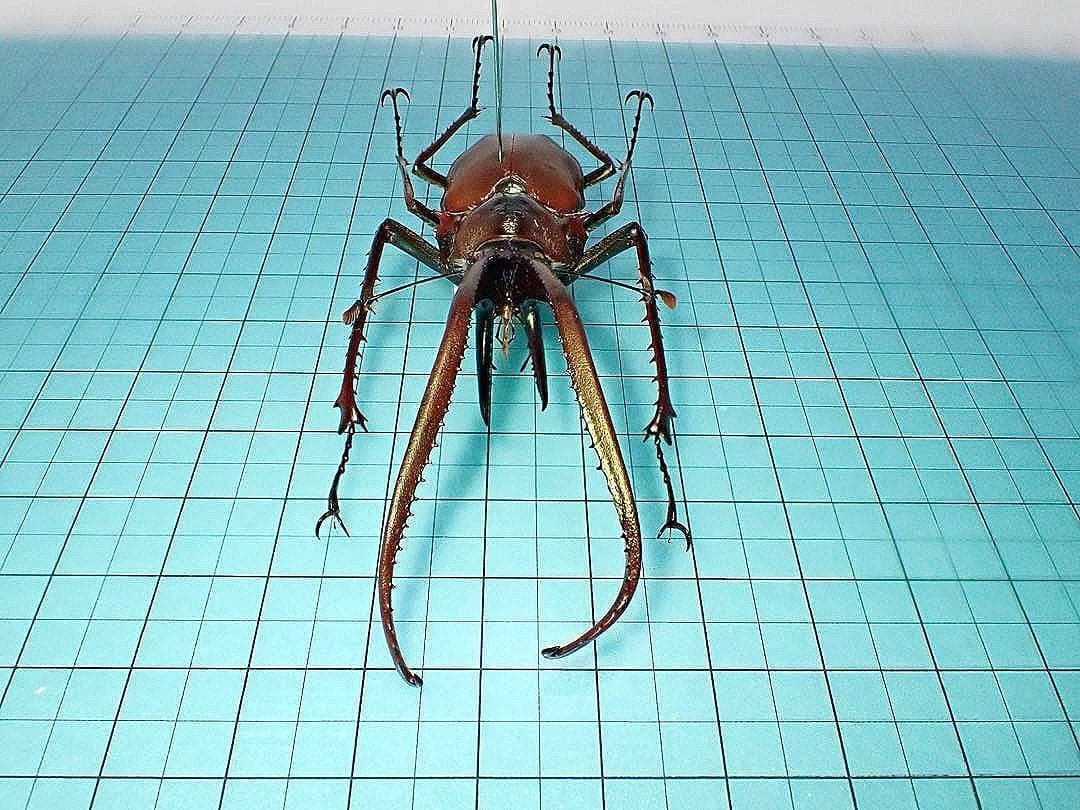 【標本】コガシラクワガタ　ペア　78.8ミリ　41.7ミリ　チリ産　野外品