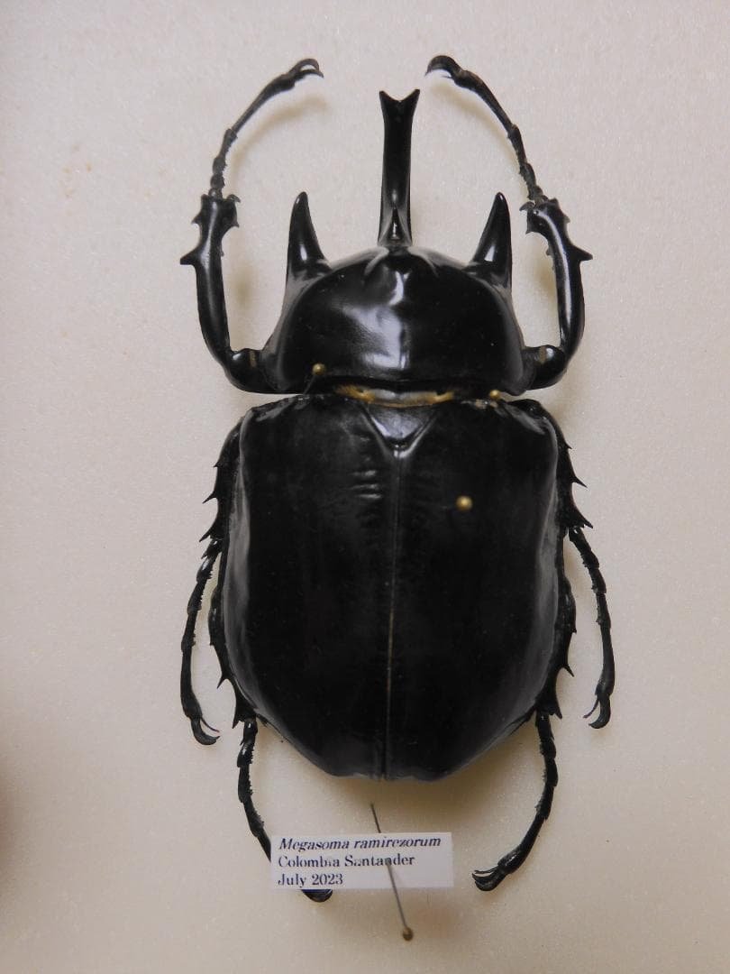 コロンビア産　ラミレスゾウカブト　92mm