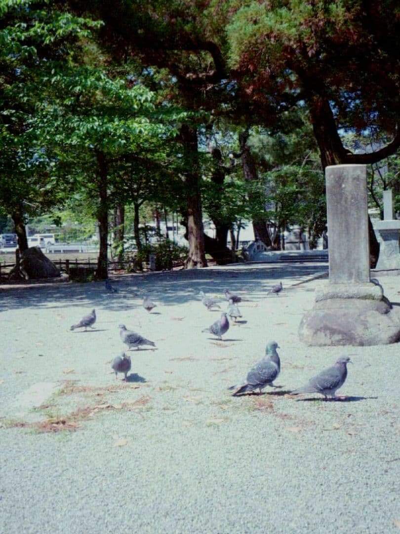 OLYMPUS PEN EE-2【実写済みの動作品です】